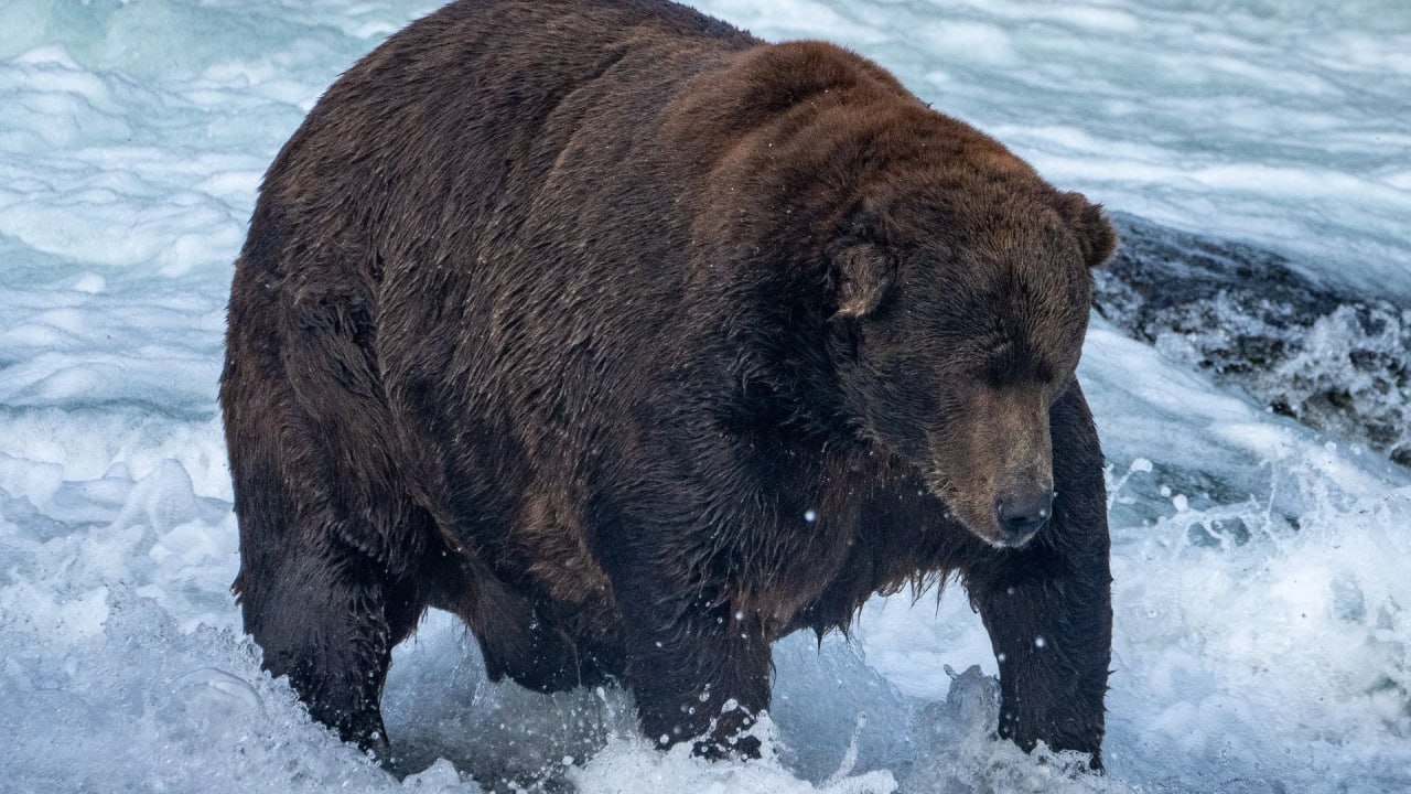 Калши отказалась от запуска рынка на самого толстого медведя